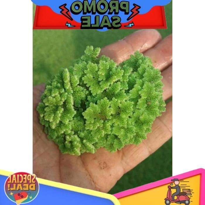 

Ready Stock Promo Azolla Super 1 Kilo