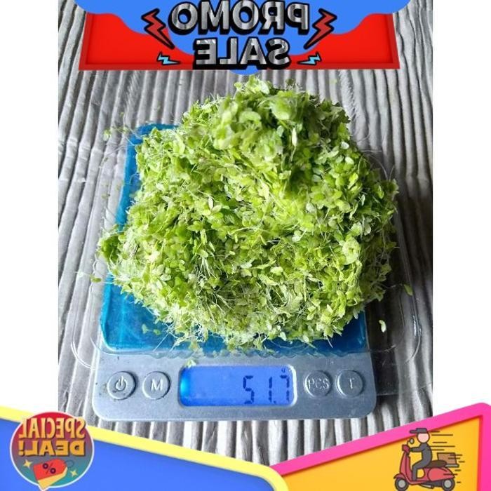 

Smile Today Lemna / Mata Lele ( Protein 43% )