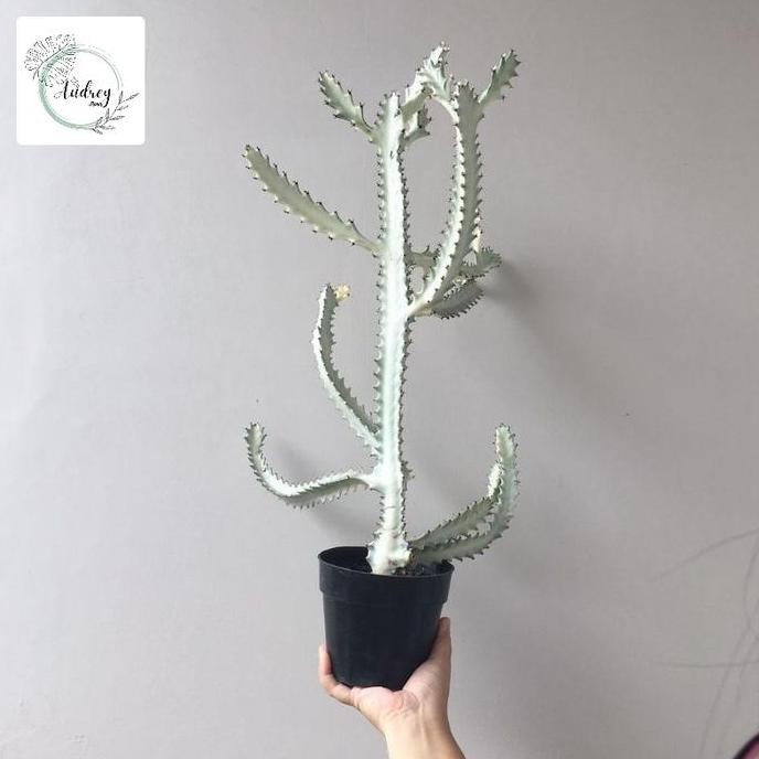 Tanaman Hias Kaktus Albino - Kaktus Putih - Tanaman Hias - Pohon Kaktus