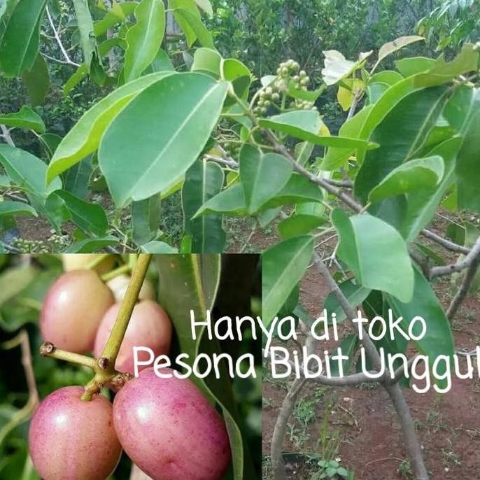 Bibit Buah Juwet Putih Berbunga | Jamblang Putih Kaya Manfaat PREMIUM