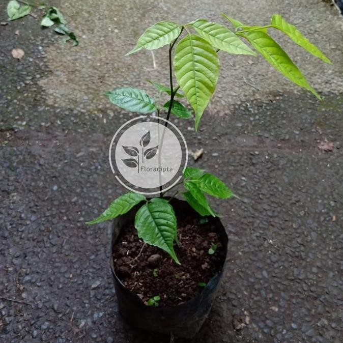 Bibit pohon kecapi / Tanaman buah kecapi PREMIUM