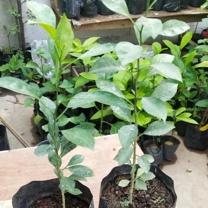 Bibit Pohon Jeruk Lemon Cui - Tanaman Buah Jeruk Lemon Cui - Lemon Cui PREMIUM