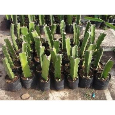 Bibit tanaman buah naga putih super PREMIUM