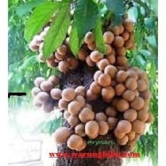 Bibit Tanaman Buah Kepel Super UNGGULAN SEGAR PREMIUM