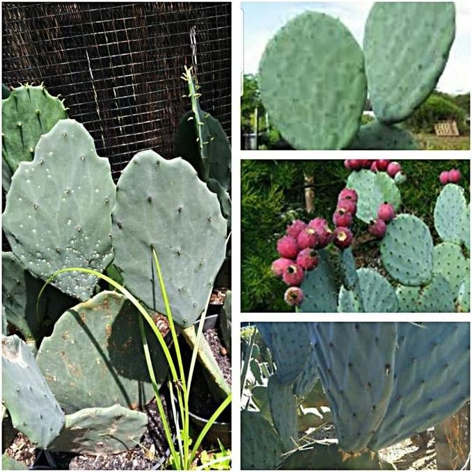 Bibit 1 buah stek kaktus opuntia robusta silver dolar besar sukulen PREMIUM