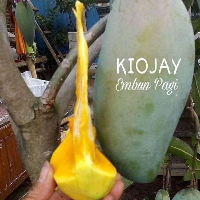 PREMIUM Bibit Buah Mangga jenis KIOJAY 2 meter