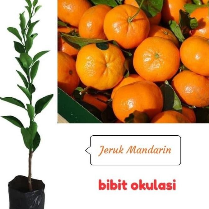 Bibit Buah Jeruk Mandarin PREMIUM