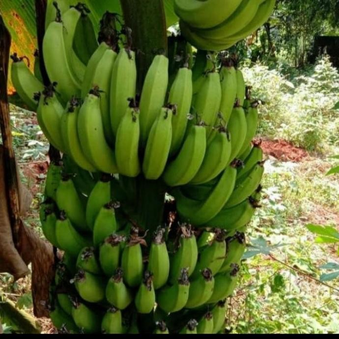 Bibit Tanaman Buah Pisang Mini Genjah Bisa Tabulampot PREMIUM