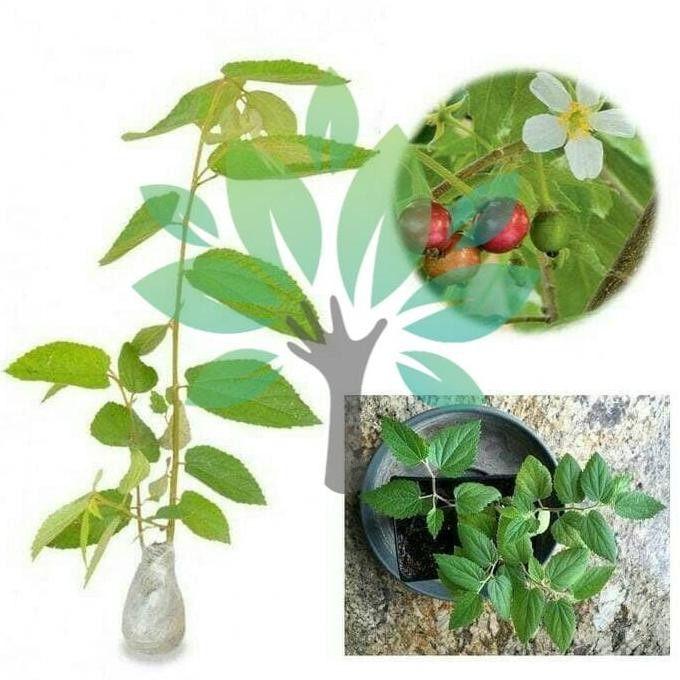 Bibit Tanaman Buah Pohon Cery Kersen-bibit Chery Kersen-Bibit Cerry PREMIUM