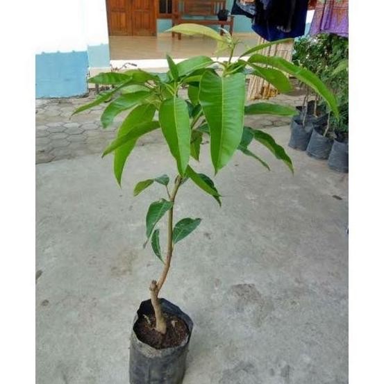 Bibit Buah Mangga Manalagi Super Genjah, Mangga Madu PREMIUM
