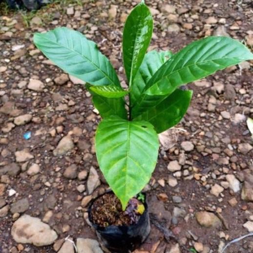 Bibit pohon buah kopi/Bibit pohon kopi PREMIUM