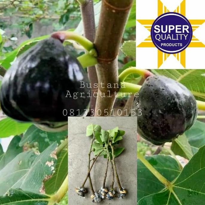 PREMIUM bibit tin/buah tin IRAQI fresh cangkok