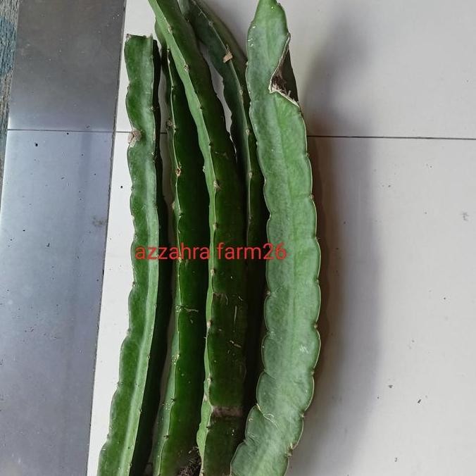 PREMIUM BIBIT STEK GOLDEN YELLOW ISIS/BIBIT BUAH NAGA