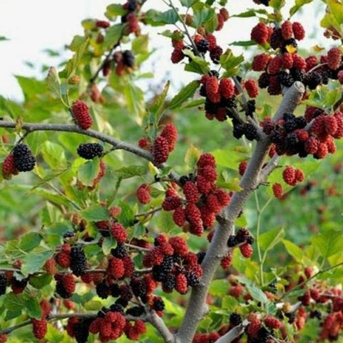 PREMIUM Bibit Tanaman Buah Murbei Jumbo Berbuah - bibit buah murbei
