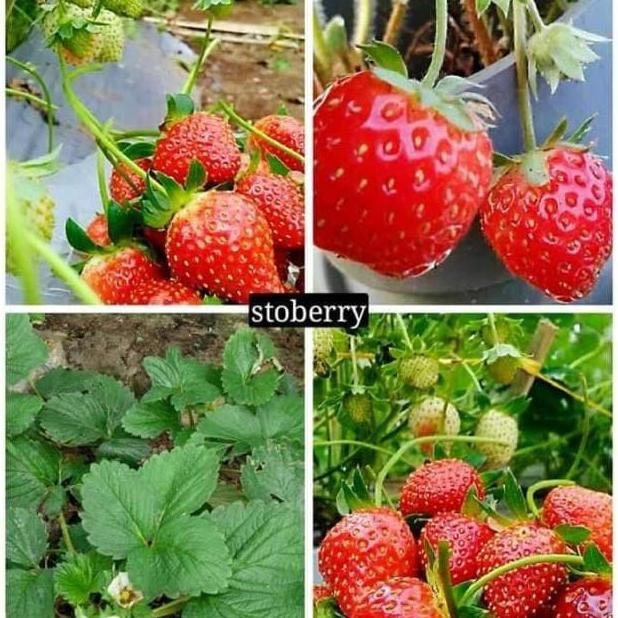 PREMIUM Bibit buah Strbery jumbo / Stroberi jumbo stralia cepat berbuah