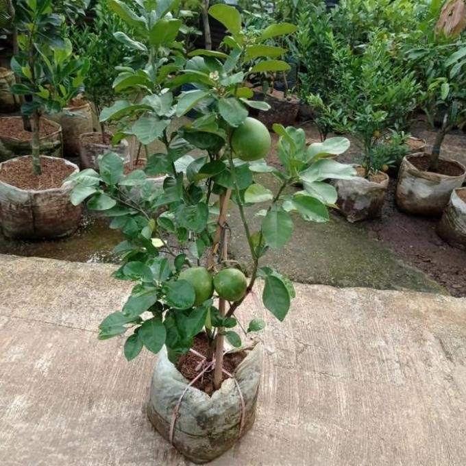 PREMIUM bibit tanaman buah jeruk bali sudah berbunga dan berbuah