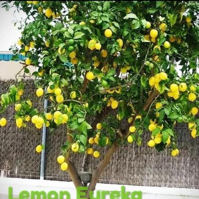 PREMIUM bibit buah lemon california lemon Erouka buah lemon