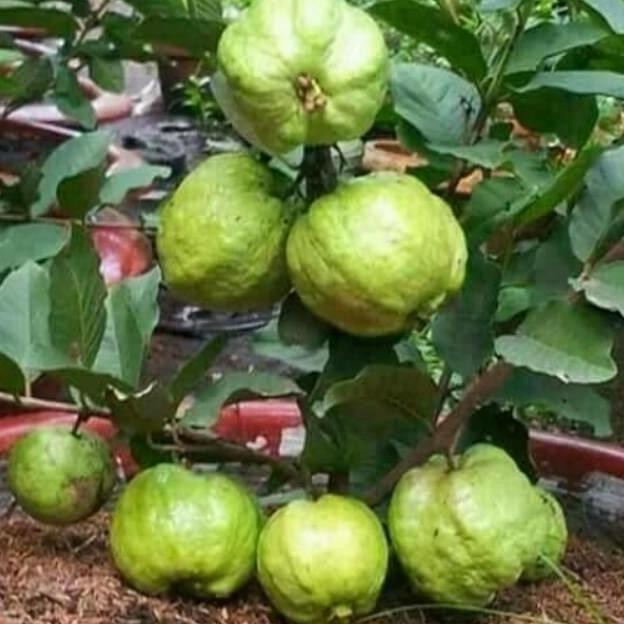 PREMIUM Bibit buah Jambu Kristal Non Biji Cangkok - Cocok untuk Tabulampot