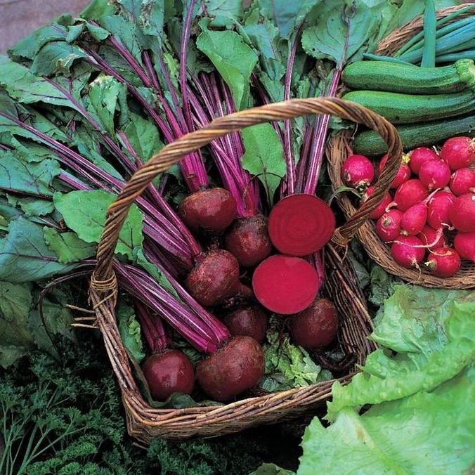 PREMIUM Bibit Biji - Beetroot Boltardy Buah Bit Merah Seeds - IMPORT