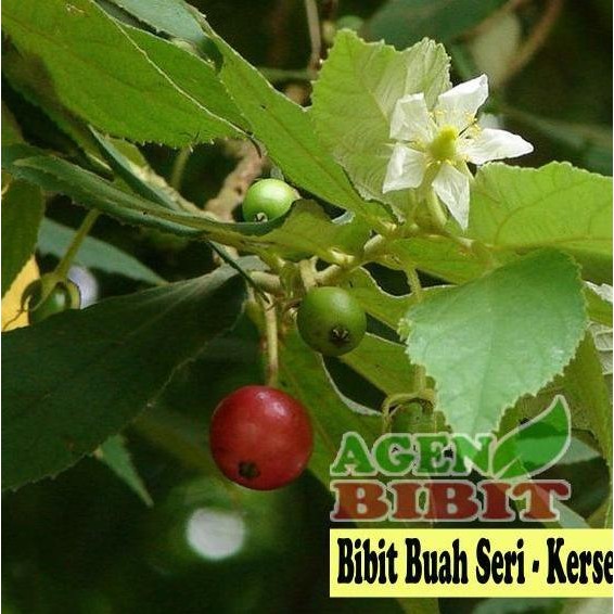 PREMIUM fresh Bibit Pohon Buah Ceri Seri Kersen Talok Keres Kersem - Karsen