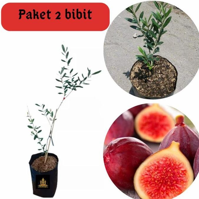 PREMIUM 2 jenis bibit buah tin merah dan bibit pohon zaitun Bella bibit