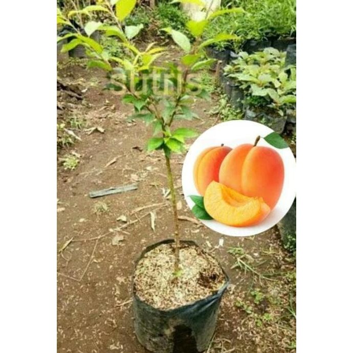 PREMIUM OBRAALL Bibit Tanaman Bibit Tanaman Buah Aprikot