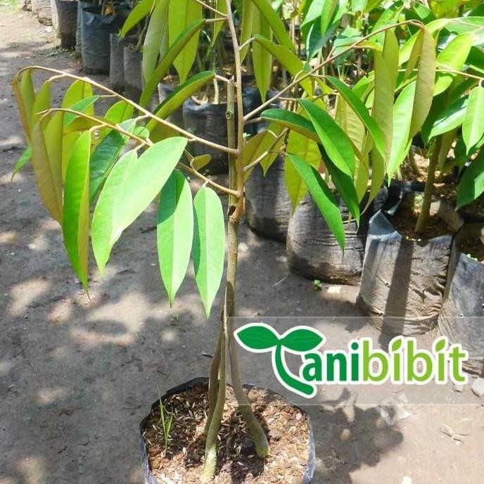 Bibit Durian Musangking Kaki 3 Ta - Pohon Buah Duren Musang King Ori PREMIUM