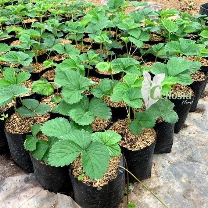 PREMIUM Bibit Tanaman Buah Stroberi Jumbo Stroberi California Cepat Berbuah
