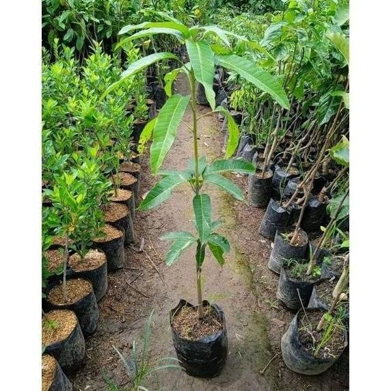 PREMIUM Bibit tanaman buah gandaria/Pohon buah gandaria