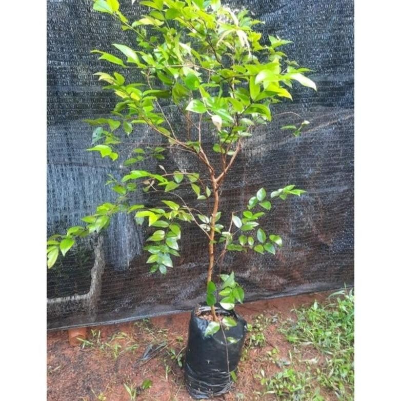 INDUKAN ANGGUR POHON BRAZIL JENIS PRECO SIAP BERBUAH MURAH