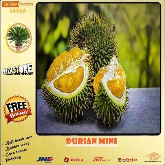 biji//bibit buah durian mini /1 biji AT13 PREMIUM