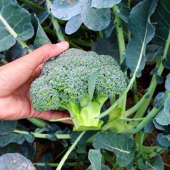 

Benih Bibit Sayur Brokoli Organik Organic De Cicco Broccoli