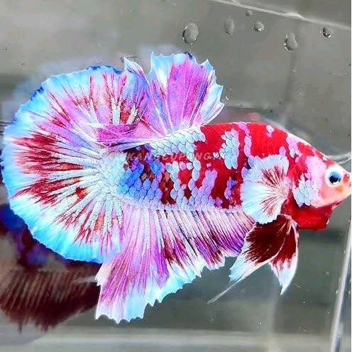 LFM Cupang Barongsai warna tebal ikan cupang Barongsai warna warni keren