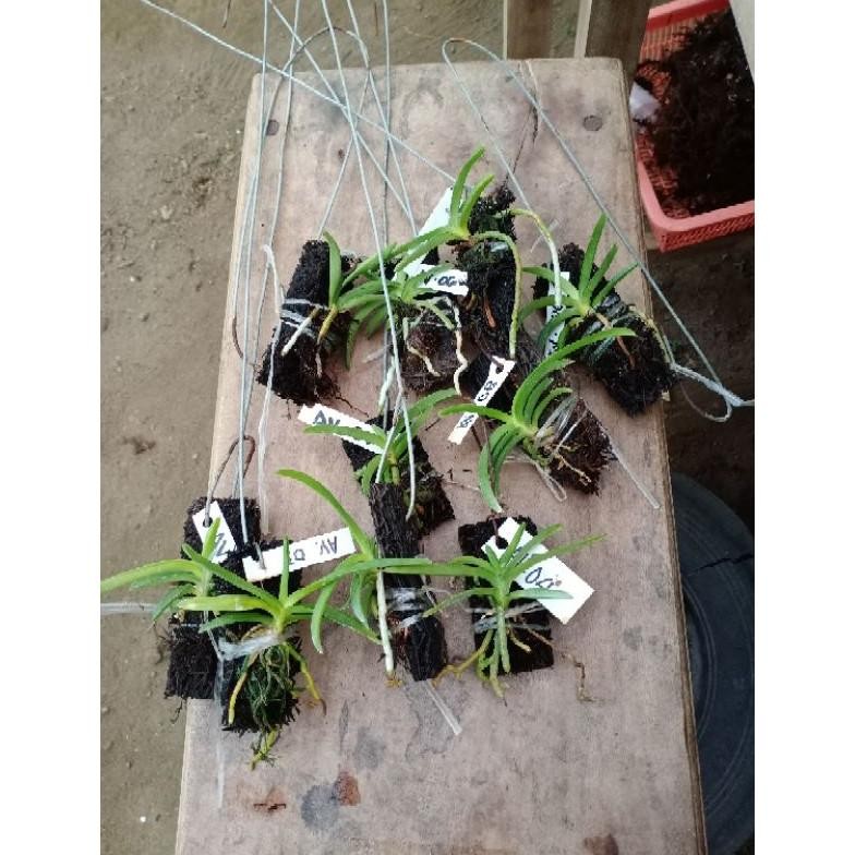 Anggrek Vanda Hybrid/ Vanda Seedling/ Bibit anggrek vanda MURAH
