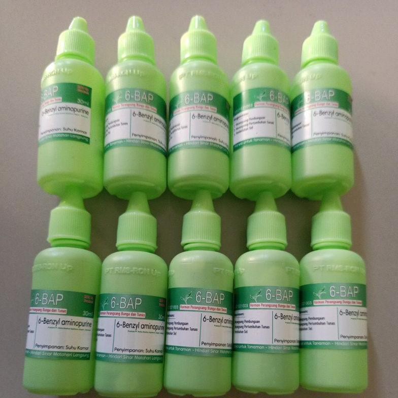 6BAP PENUMBUH TUNAS DAN BUNGA ANGGREK MURAH