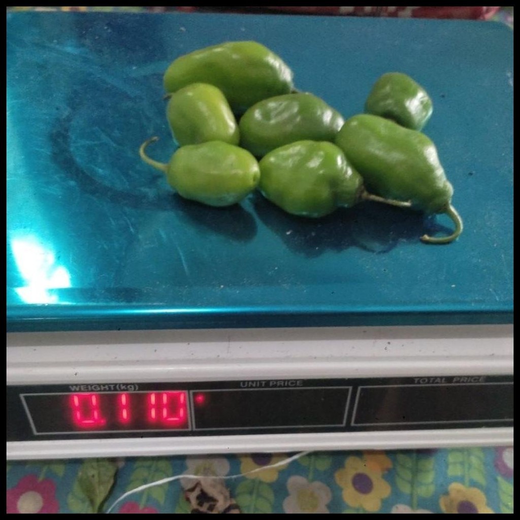 

CABE GENDOT FRESH GRADE A SELALU STOK 100-1000 GRAM