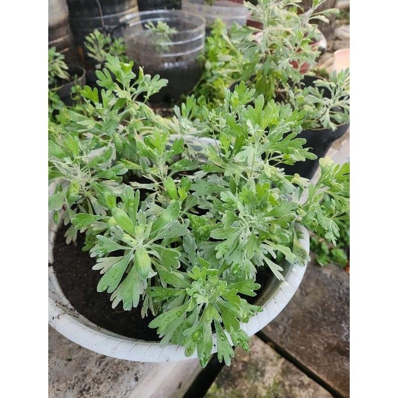 Benih Bibit Tanaman puyong Suci / Puyung Pu rong FuRong Ju pohon rezeki Menetralisir energi negatif 