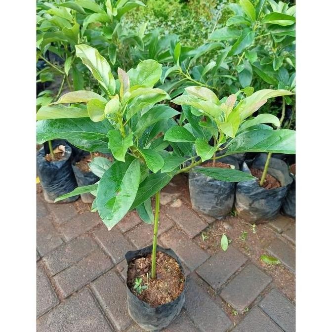 Bibit Buah Alpukat Alator Super Tanaman Pohon apokat Jumbo SUPER MMMM VALID