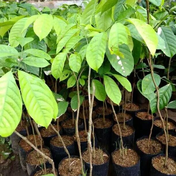 Bibit Duku Ber Bibit Buah Duku Sambung Pucuk Bibit Buah Duku SUPER VALID