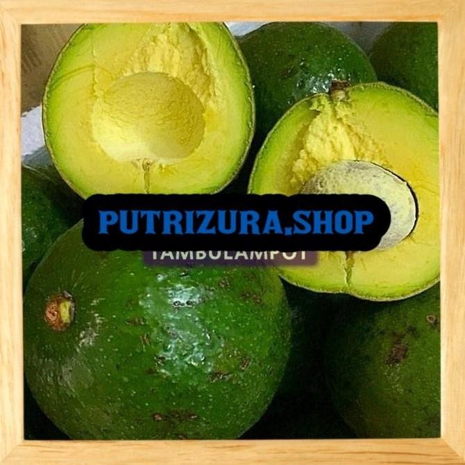 KLITAS Bibit Tanaman Buah Alpukat Markus Okulasi Stek Cangkok Unggul VALID