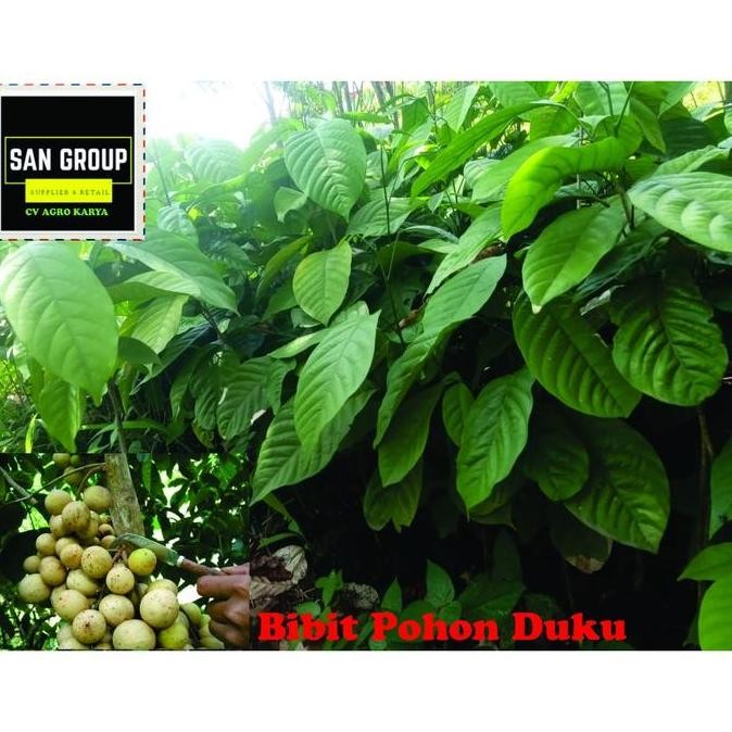BIBIT TANAMAN DUKU PALEMBANG ASLI TANPA BIJI BENIH POHON DUKU BERBUAH VALID