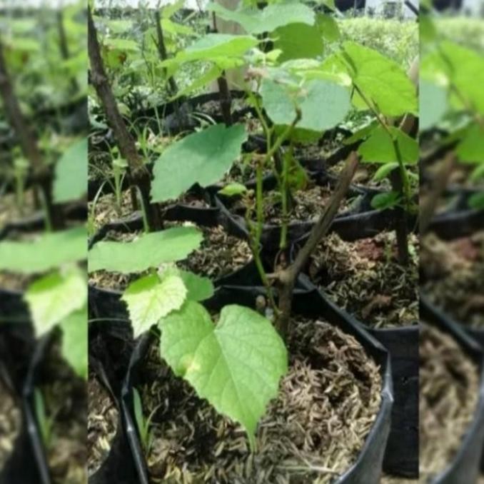 bibit pohon buah anggur super red tanpa biji BISA COD