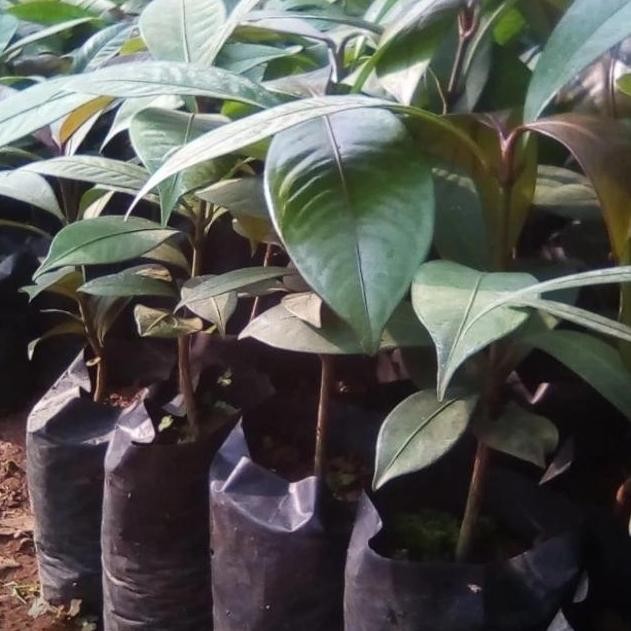 bibit buah manggis at bibit pohon manggis BISA COD