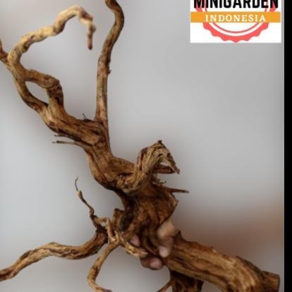 RA AKAR RASAMALA SIZE XTRA LARGE kayu rasamala hiasan aquascape aquarium