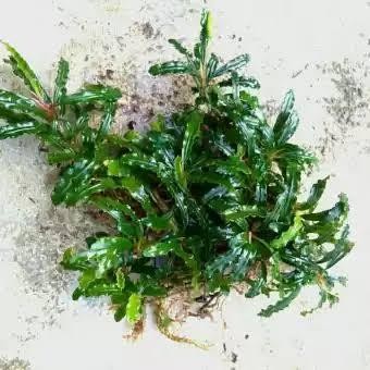 RA buce aquascape tanaman buce aquascape