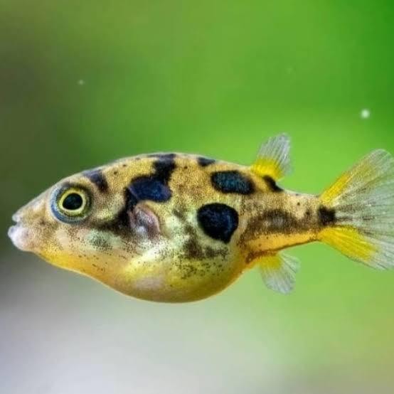 RA ikan hias mini puffer/ikan mini/ikan aquascape/ikan tank mate