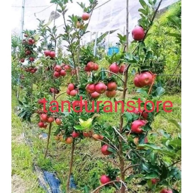 bibit tanaman buah apel Fuji cangkok
