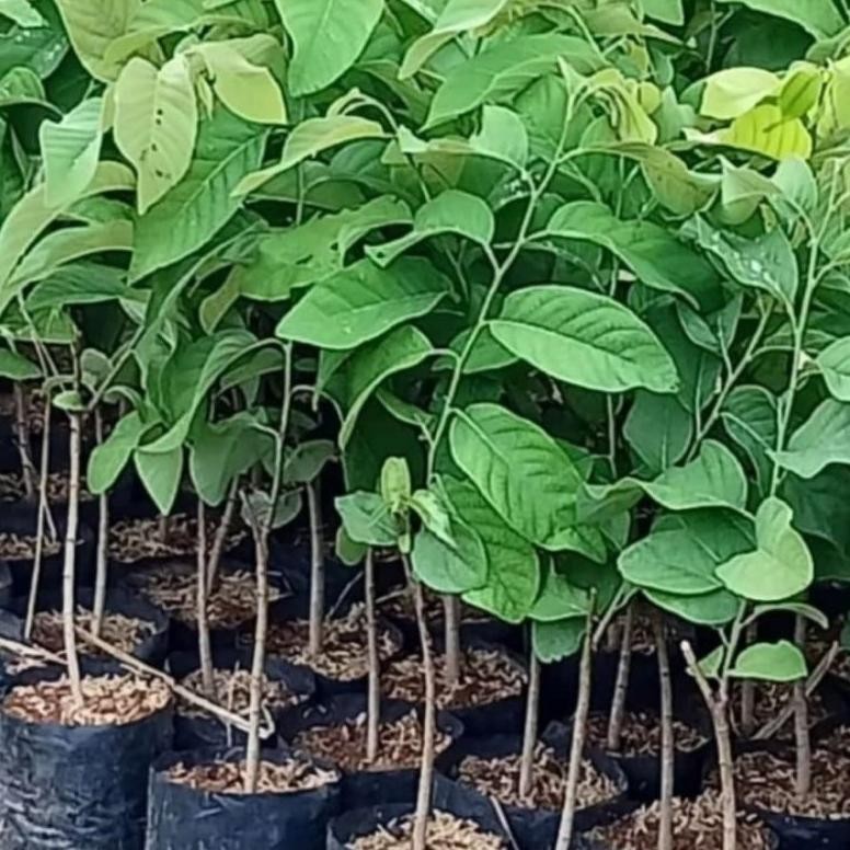 Bibit Srikaya Jumbo