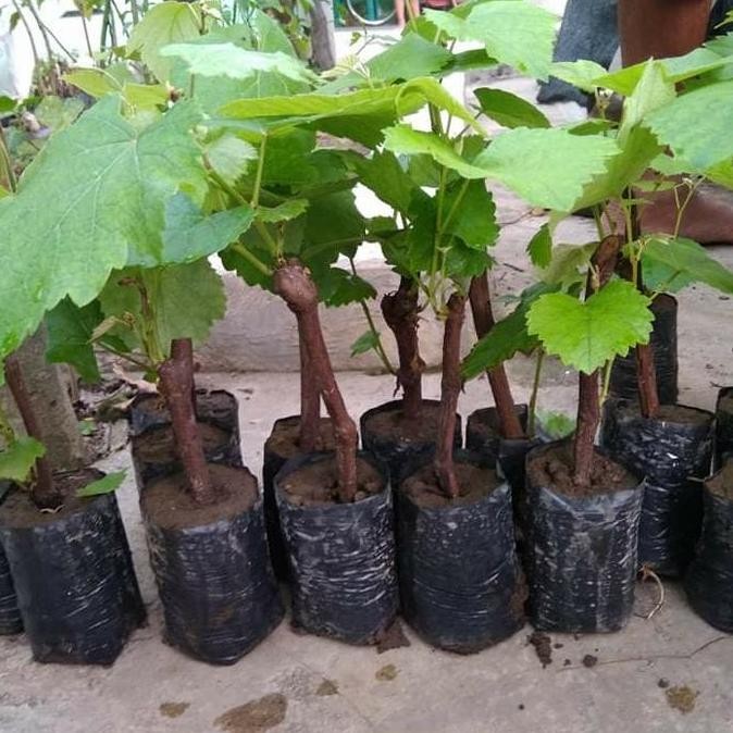 bibit anggur merah unggulan