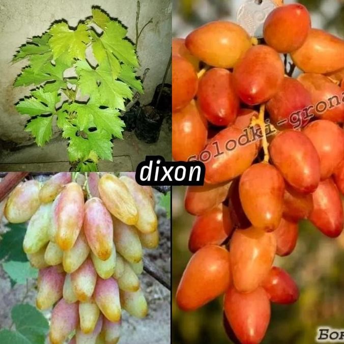 bibit anggur dixon berbunga import